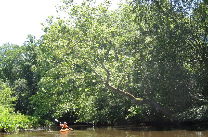 20130621_1331_Big tree over the stream